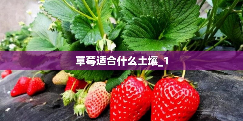 草莓适合什么土壤_1