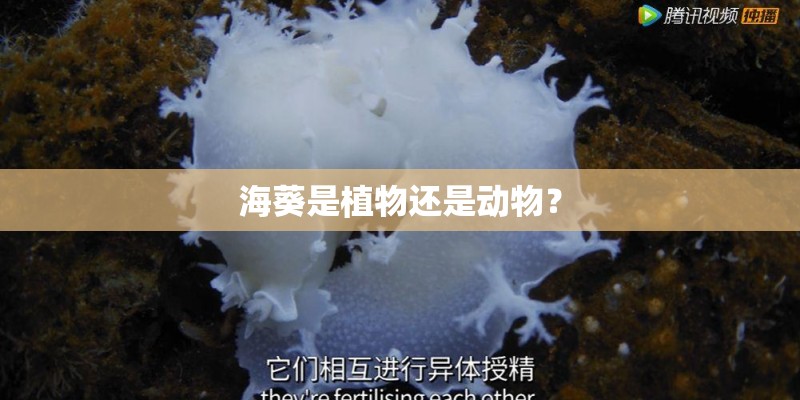 海葵是植物还是动物？