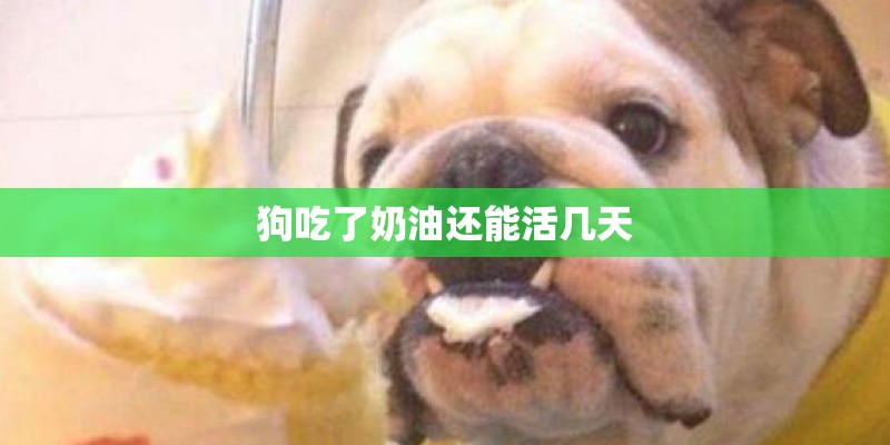 狗吃了奶油还能活几天