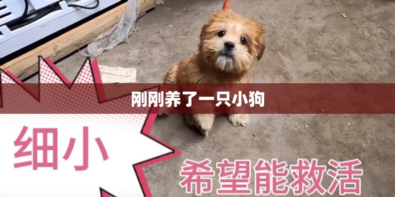 刚刚养了一只小狗