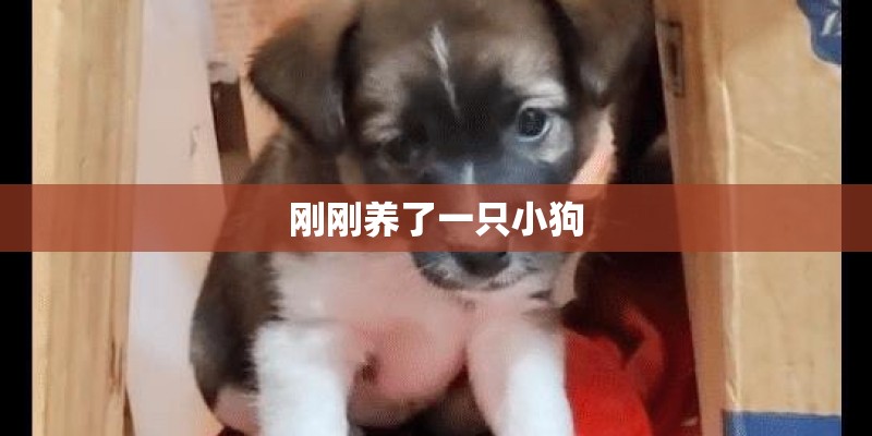 刚刚养了一只小狗