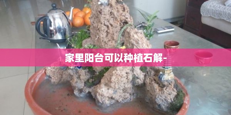 家里阳台可以种植石解-