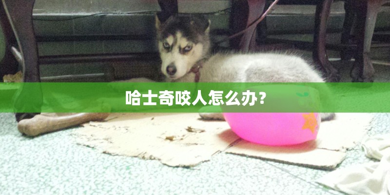 哈士奇咬人怎么办？