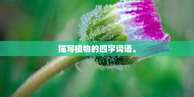 描写植物的四字词语。