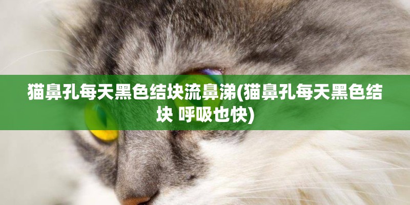 猫鼻孔每天黑色结块流鼻涕(猫鼻孔每天黑色结块 呼吸也快)