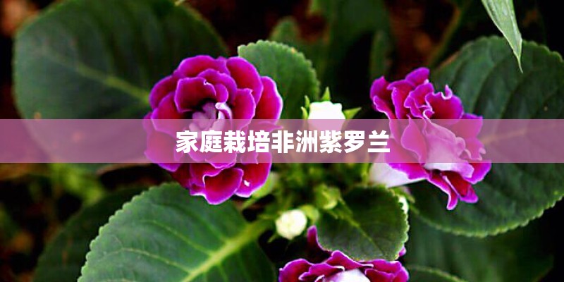 家庭栽培非洲紫罗兰