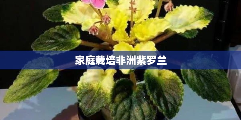 家庭栽培非洲紫罗兰