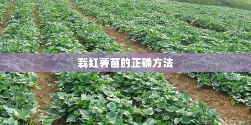 栽红薯苗的正确方法