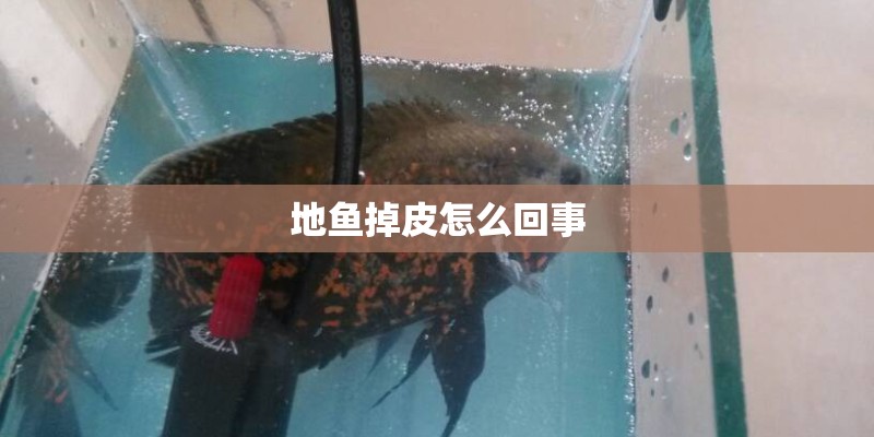 地鱼掉皮怎么回事