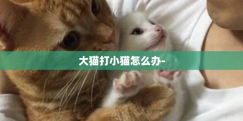 大猫打小猫怎么办-