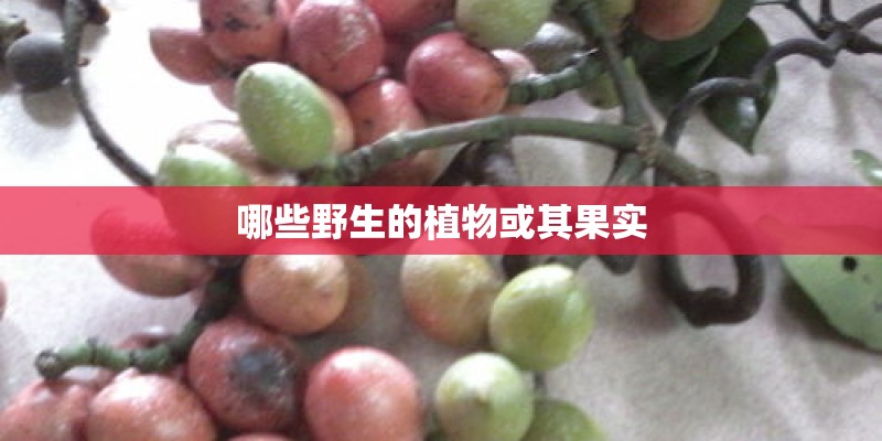 哪些野生的植物或其果实
