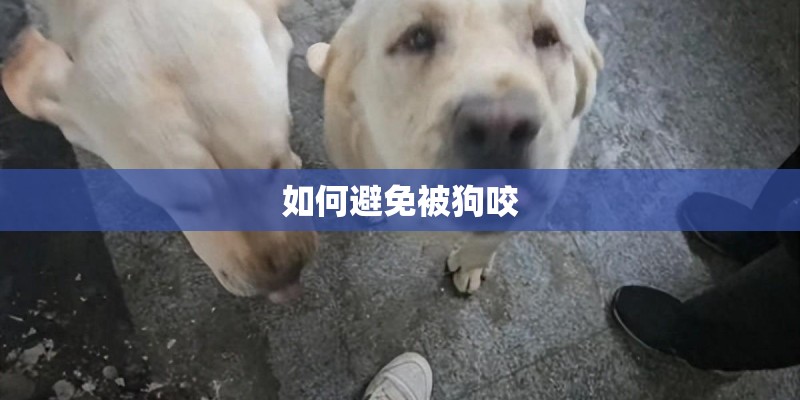 如何避免被狗咬