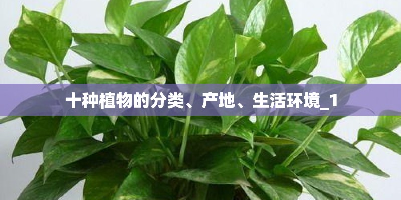 十种植物的分类、产地、生活环境_1