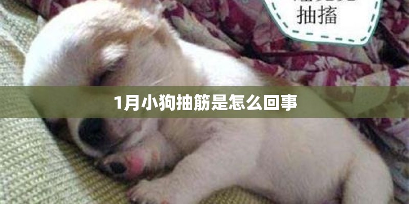 1月小狗抽筋是怎么回事