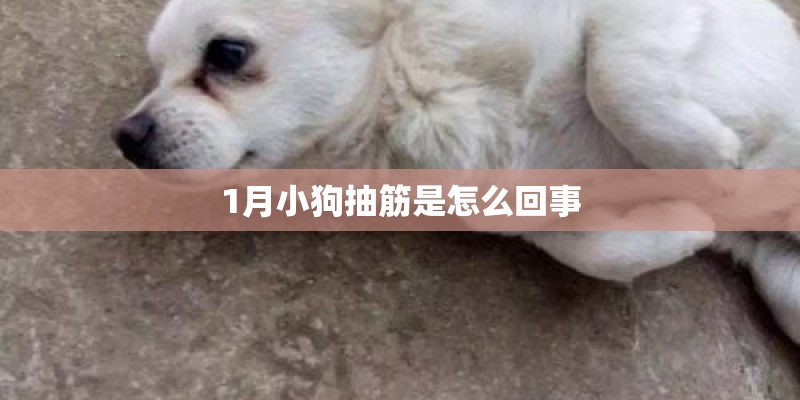 1月小狗抽筋是怎么回事