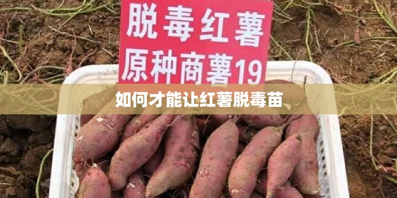 如何才能让红薯脱毒苗