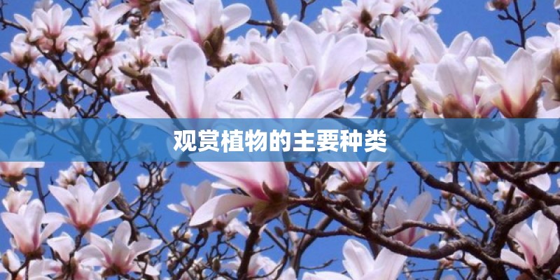 观赏植物的主要种类
