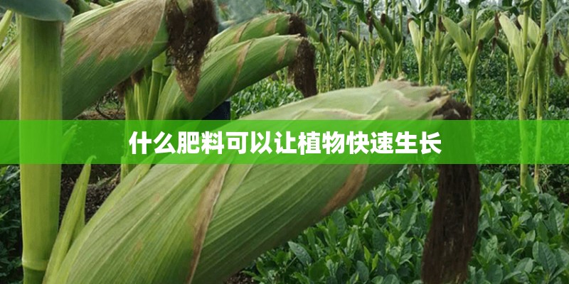 什么肥料可以让植物快速生长