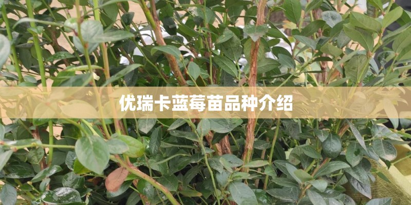 优瑞卡蓝莓苗品种介绍