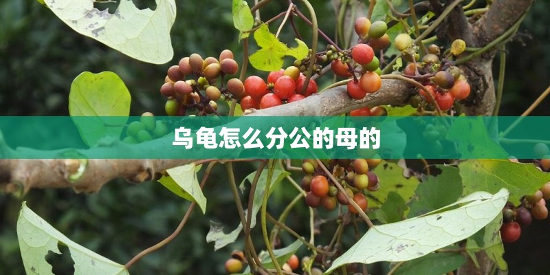 乌龟怎么分公的母的