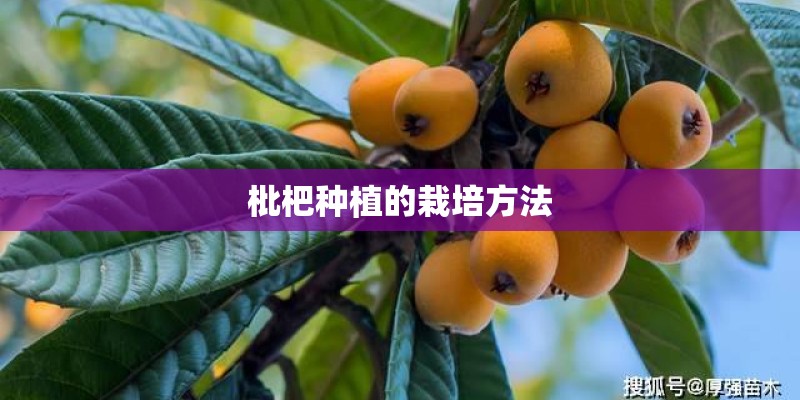 枇杷种植的栽培方法