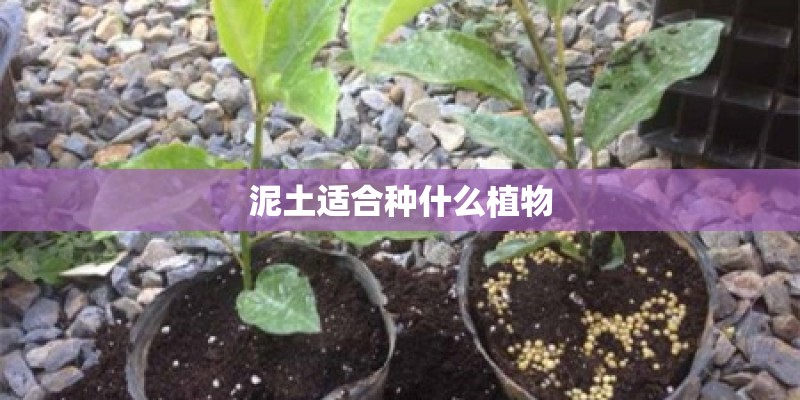 泥土适合种什么植物
