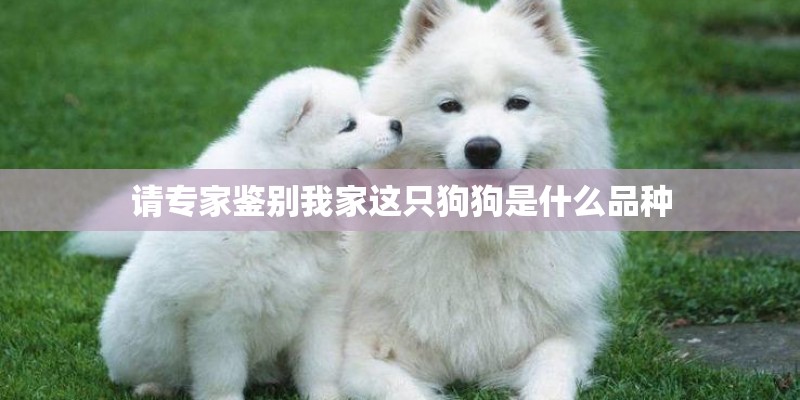 请专家鉴别我家这只狗狗是什么品种