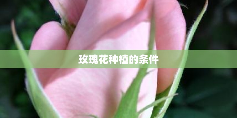 玫瑰花种植的条件