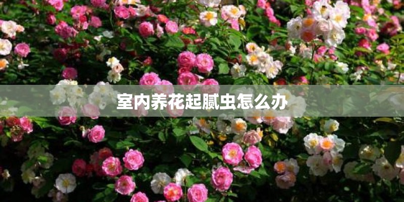 室内养花起腻虫怎么办