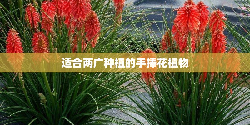 适合两广种植的手捧花植物
