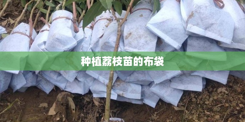 种植荔枝苗的布袋