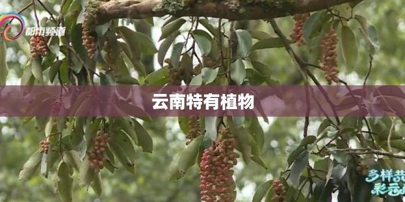 云南特有植物