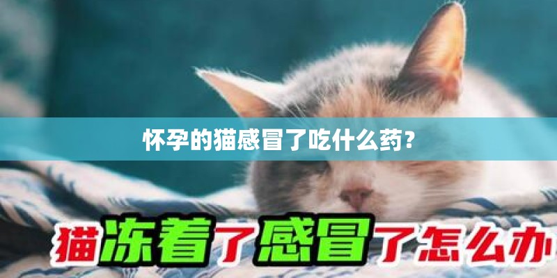 怀孕的猫感冒了吃什么药？