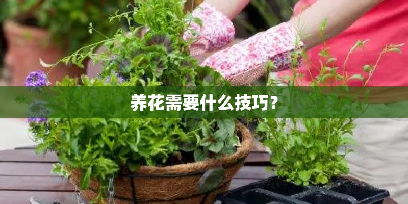 养花需要什么技巧？