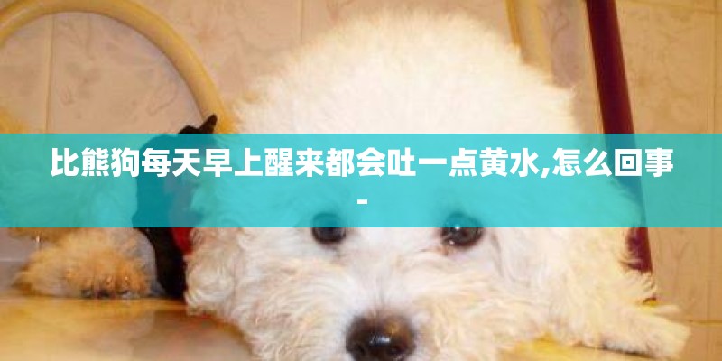 比熊狗每天早上醒来都会吐一点黄水,怎么回事-