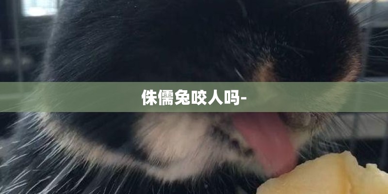 侏儒兔咬人吗-