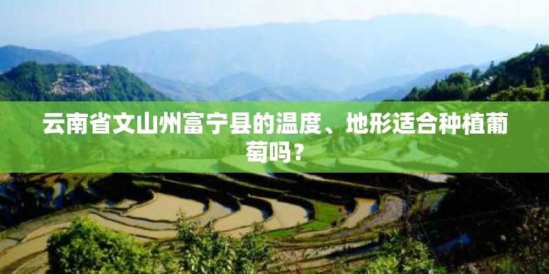 云南省文山州富宁县的温度、地形适合种植葡萄吗？