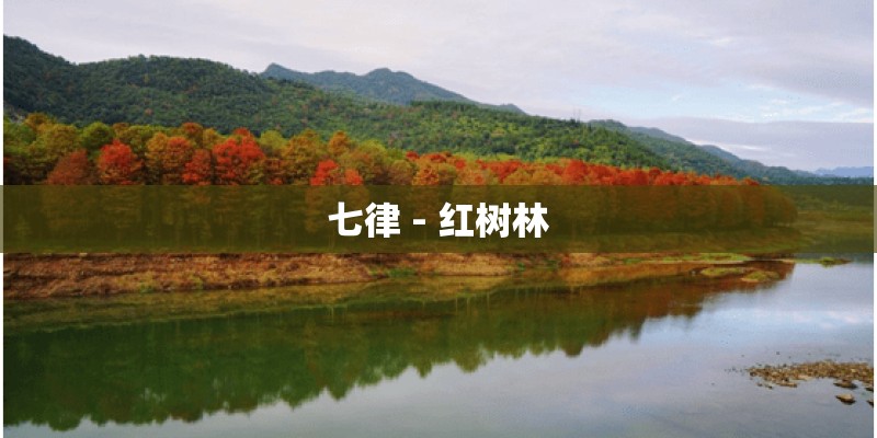七律 - 红树林 七律 - 红树林