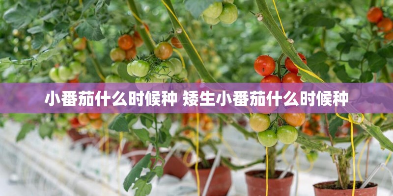 小番茄什么时候种 矮生小番茄什么时候种 小番茄什么时候种 矮生小番茄什么时候种