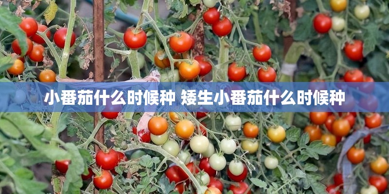 小番茄什么时候种 矮生小番茄什么时候种 小番茄什么时候种 矮生小番茄什么时候种