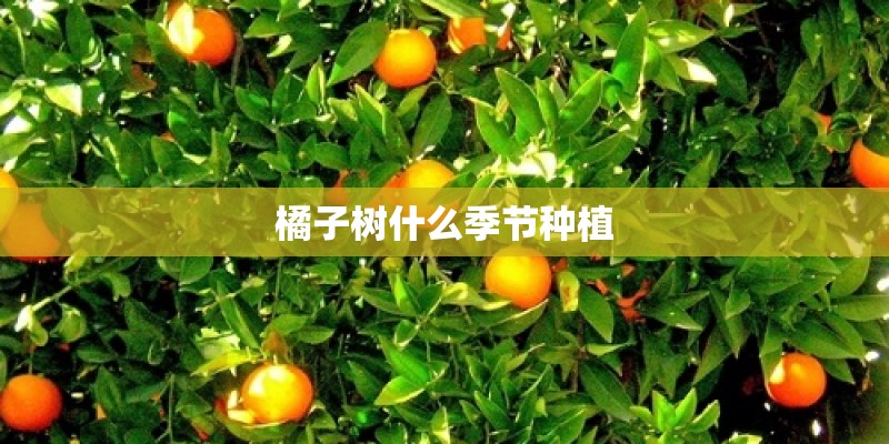 橘子树什么季节种植 橘子树什么季节种植