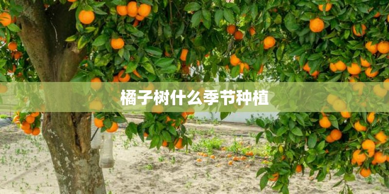 橘子树什么季节种植 橘子树什么季节种植