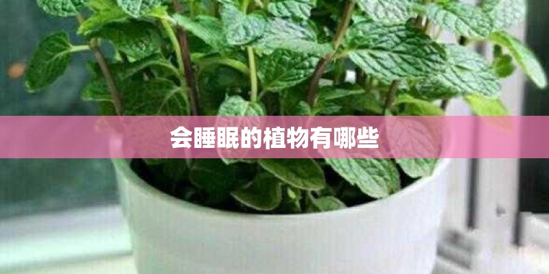 会睡眠的植物有哪些 会睡眠的植物有哪些