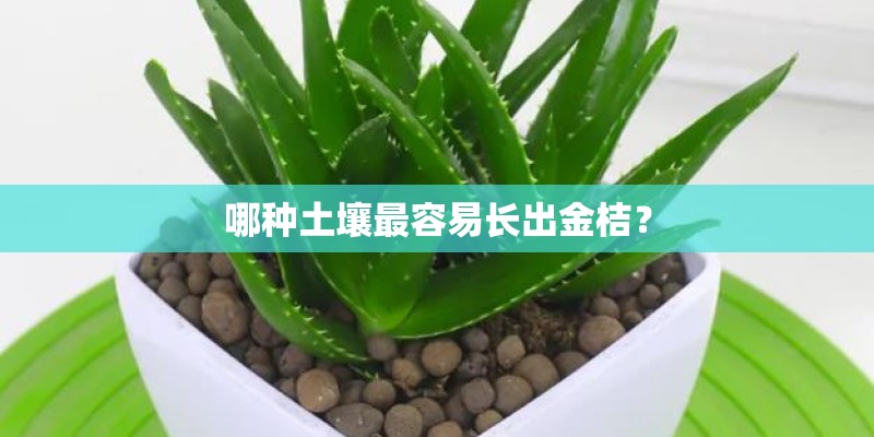 哪种土壤最容易长出金桔? 哪种土壤最容易长出金桔?