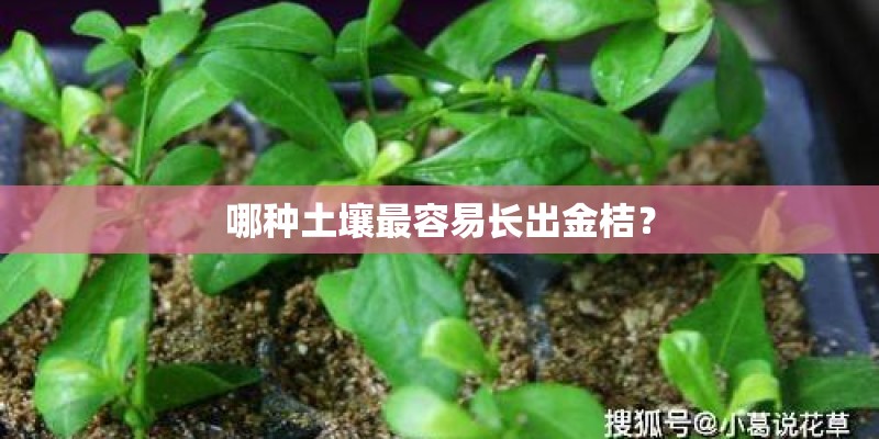哪种土壤最容易长出金桔? 哪种土壤最容易长出金桔?