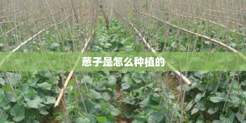 葱子是怎么种植的