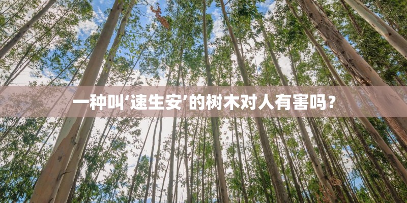 一种叫‘速生安’的树木对人有害吗？