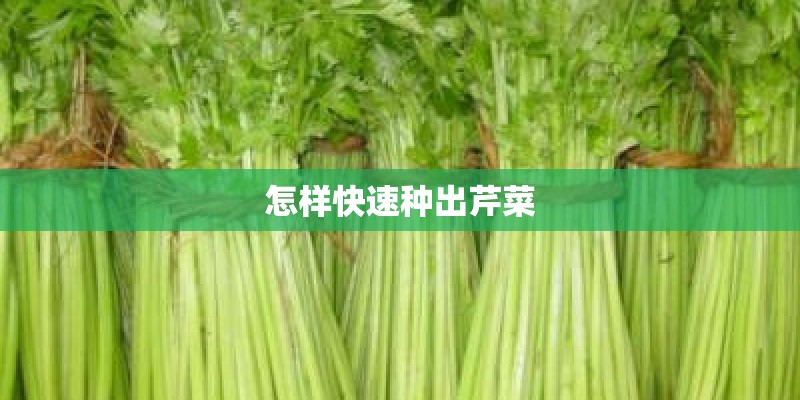 怎样快速种出芹菜 怎样快速种出芹菜