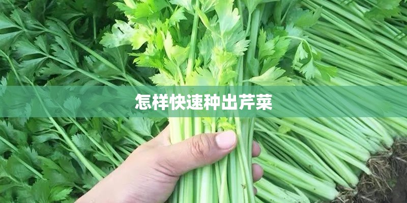 怎样快速种出芹菜 怎样快速种出芹菜