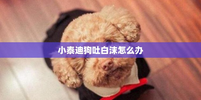 小泰迪狗吐白沫怎么办